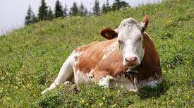 Англійська мова "Farm animals. The cow"