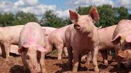 Англійська мова. "Farm animals. The pig"