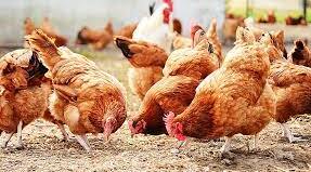 Англійська мова. "Farm animals. The Poultry"