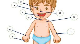 Body parts