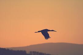 0401xc3s-0f53-271x181.jpg