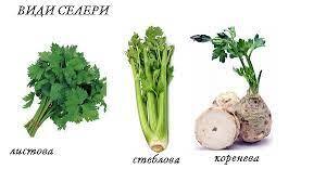 Коли сіяти селеру, вирощування, догляд