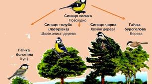 Екологічна ніша