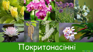 покритонасінні