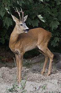 0401xkk2-3b59-197x296.jpg