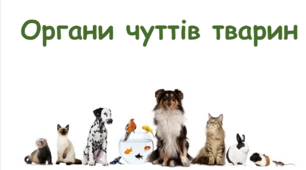Органи чуття у тварин, та їх значення