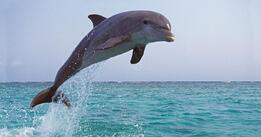 0401xlpe-41a6-261x137.jpg