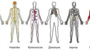 Організм людини