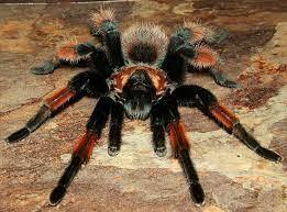 Замовити Павук-птахоїд. Мексиканський красноногий птахоїд. Brachypelma emilia. з доставкою по всій Україні - 1083251167