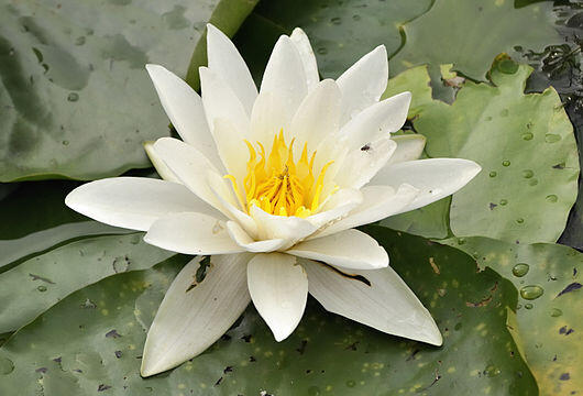 0401xrv3-8ad8-530x360.jpg