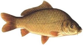 Види коропів - Rivnefish