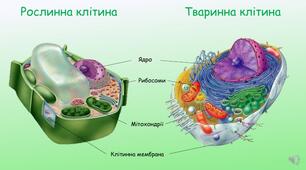Які особливості будови різних груп організмів. Клітина