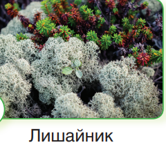 0401y0if-326a-240x210.png