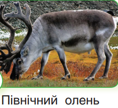 0401y0j9-7773-234x214.png