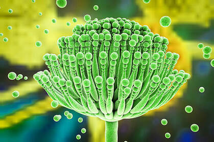 Grzyby Aspergillus Ilustracja 3d - zdjęcia stockowe i więcej obrazów Mykotoksyna - Mykotoksyna, Aspergiloza, Pleśń - iStock