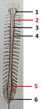 0401y1je-0c55-148x372.png