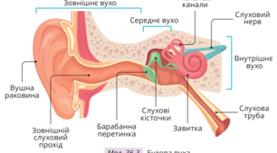 Досліджуємо будову вуха