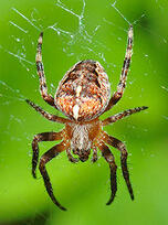 0401ydgd-6940-152x204.jpg
