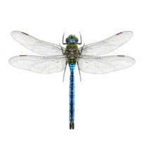 0401ydiu-df0f-204x204.png