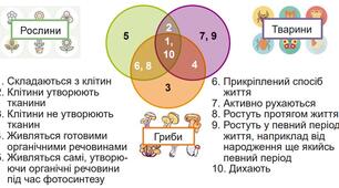 Конспект уроку  "Особливості будови різних груп організмів"