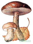 0401ynkt-0c69-110x146.png