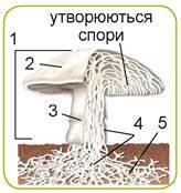 Гриби та лишайники. Будова шапинкових грибів. Гриби, котрі можна побачити лише у мікроскоп. Цвілеві гриби. Значення грибів у природі та житті людини. | Урок на 1 завдання. Пізнаємо природу