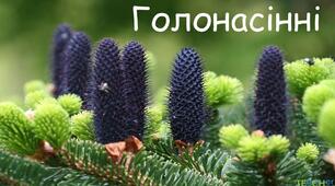 Голонасінні