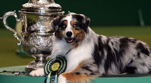 Crufts