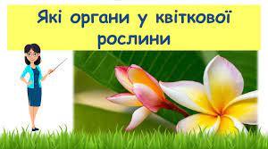 Презентація "Які органи у квіткової рослини"