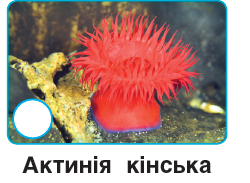 0401ze0p-6798-250x183.png