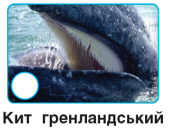 0401ze11-76d3-249x189.png