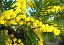 Цікаво знати: весняна квітка мімози – не мімоза, а акація срібляста! -  Рідна країна