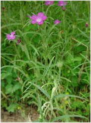 0401zpzm-06ef-183x247.png