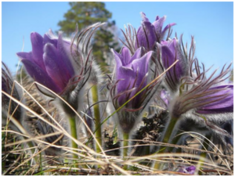 0401zq6l-1076-235x177.png