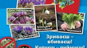 Виховна година.  "Збережемо першоцвіти"