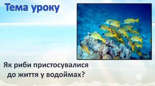 Як риби пристосувалися до життя у водоймах?