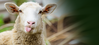 04020686-d84c-99x45.png