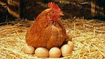 04020695-003a-105x59.png