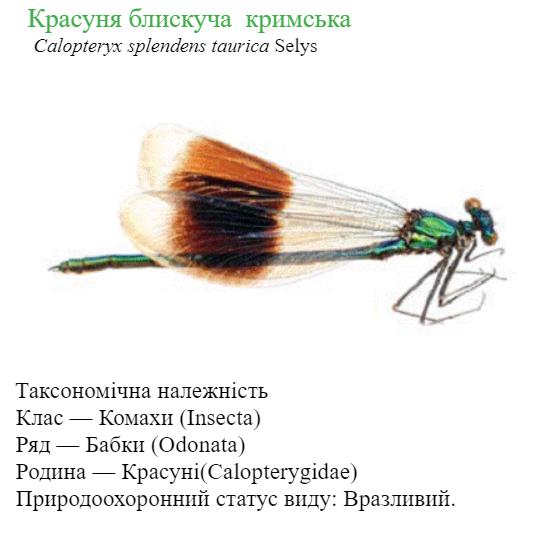 040207pw-e7cf-543x540.png