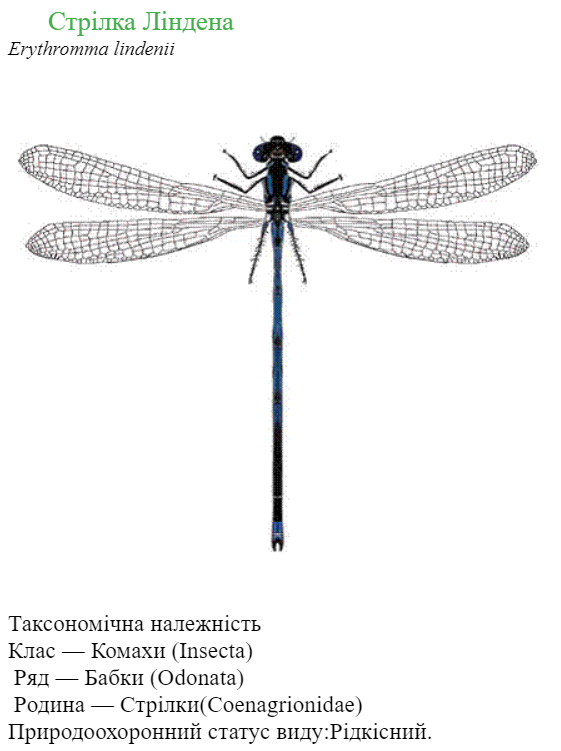 040207qq-a2b2-561x751.png