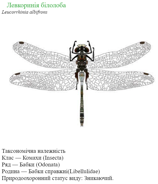 040207rw-6a47-628x731.png