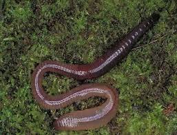 ДОЩОВИЙ ЧЕРВ, Lumbricidae, Eiseniella tetraedra, Lumbricus rubellus