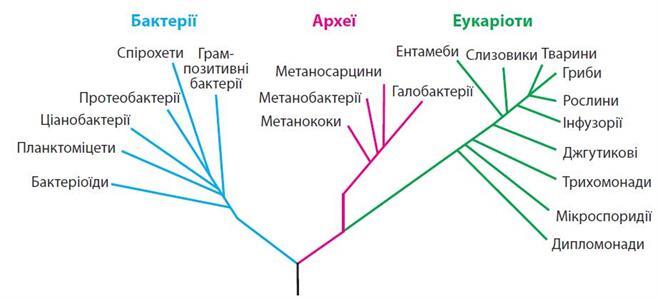 філогенія.jpg