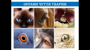 7 клас Органи чуття тварин
