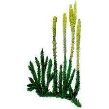 04020mf9-40b4-225x225.jpg