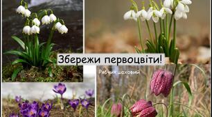 Які трав’янисті рослини першими зацвітають навесні?