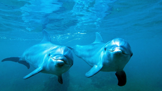 04020n2f-f043-329x185.png