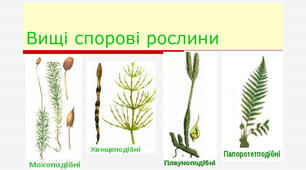 7 клас Вищі спорові рослини. НУШ