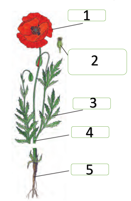 04020yvm-ccc1-421x646.png