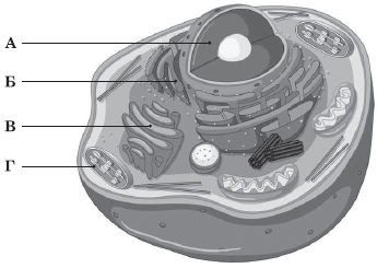 04020zr1-3fef-345x245.png
